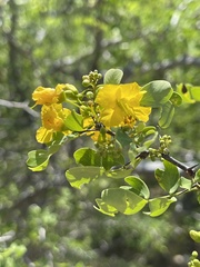 Haematoxylum brasiletto