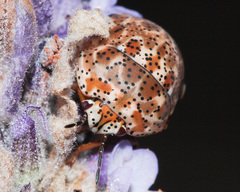 Sphaerocoris testudogrisea