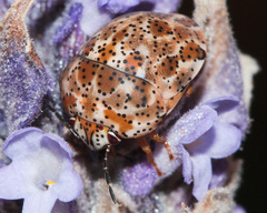 Sphaerocoris testudogrisea