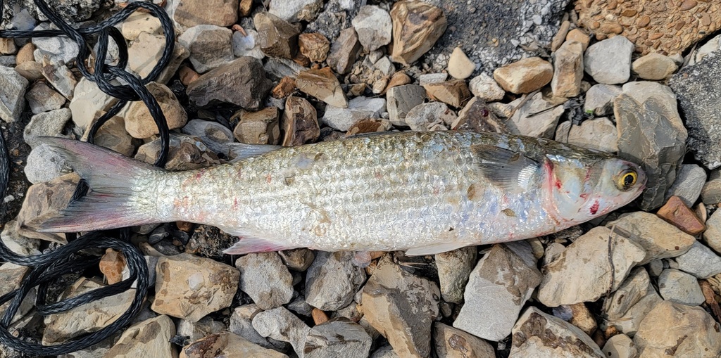 Black mullet (Mugil cephalus) — Mugilidae