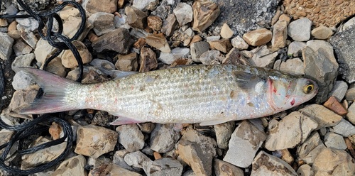 Black mullet (Mugil cephalus) — Mugilidae