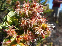 Paranomus roodebergensis