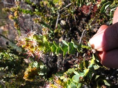 Paranomus roodebergensis