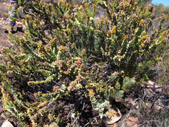 Paranomus roodebergensis