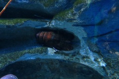 Scyllarides elisabethae