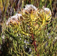 Serruria phylicoides