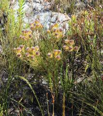 Serruria phylicoides