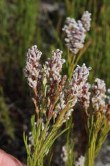 Spatalla racemosa