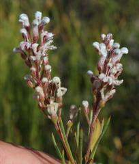Spatalla racemosa