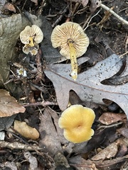 Entoloma unicolor