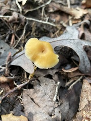Entoloma unicolor