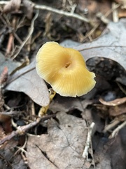 Entoloma unicolor