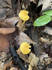 Entoloma unicolor