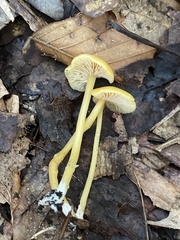Entoloma unicolor