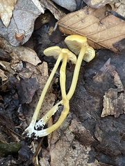 Entoloma unicolor