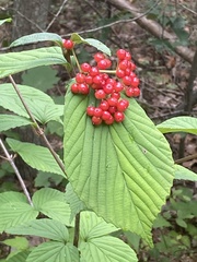 Viburnum wrightii