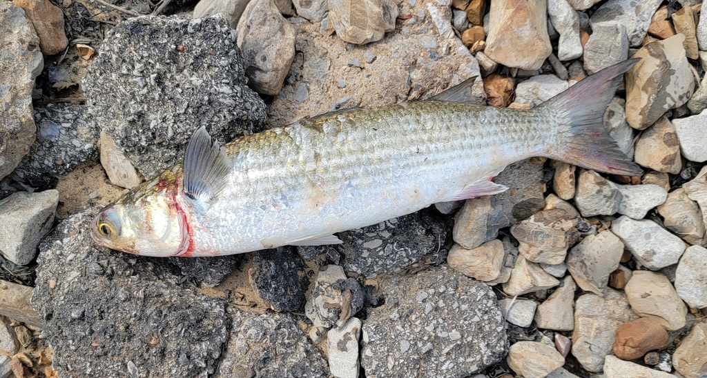 Photo of Flathead grey mullet (Mugil cephalus)