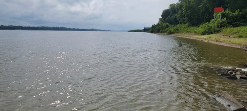 Photo of Flathead grey mullet (Mugil cephalus)