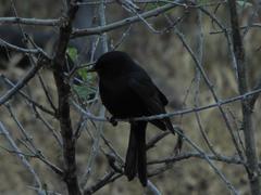 Melaenornis pammelaina ater