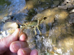 Faxonius rusticus × propinquus
