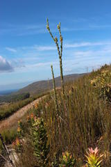 Thesium euphorbioides