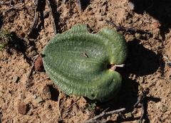 Eriospermum capense capense