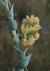 Thesium euphorbioides