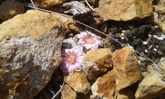 Mammillaria breviplumosa