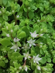 Sedum jaliscanum