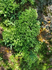 Sedum jaliscanum