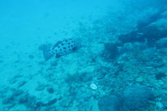 Epinephelus tukula