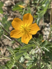 Kallstroemia peninsularis