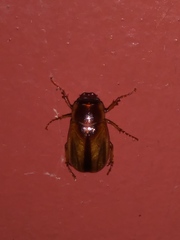 Phyllophaga bruneri
