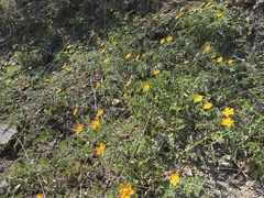 Kallstroemia peninsularis