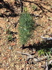 Eriospermum paradoxum