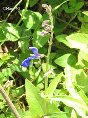 Salvia vitifolia