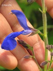 Salvia vitifolia