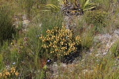 Aspalathus citrina