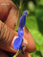 Salvia vitifolia