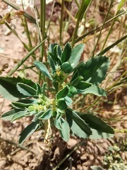 Euphorbia exstipulata