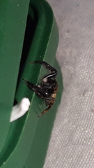 Coryphasia nigriventris