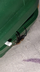 Coryphasia nigriventris