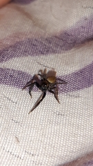 Coryphasia nigriventris