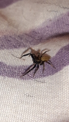 Coryphasia nigriventris