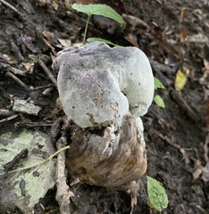 Hypomyces melanocarpus