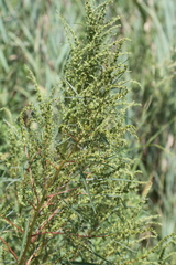 Amaranthus cannabinus