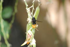 Megachilini