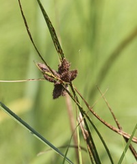 Bolboschoenus robustus