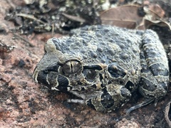 Rapids Frog photo 2