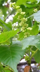 Acer morrisonense